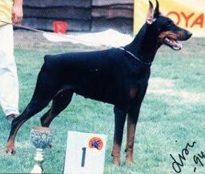 Zoe v. Franckenhorst | Black Doberman Pinscher