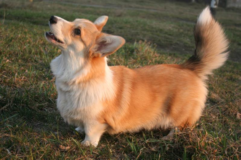 Lisja Staja Igrushka | Pembroke Welsh Corgi 