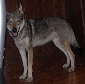 Peymakilir z Peronówki | Czechoslovakian Wolfdog 
