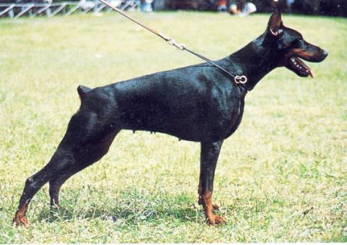 Quaresse d'Islamorada | Black Doberman Pinscher