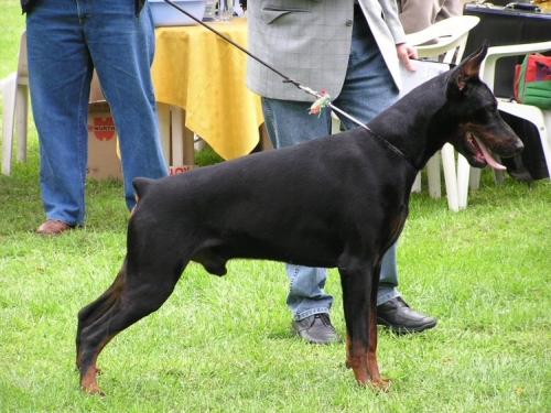 Rafael Vincente del Citone | Black Doberman Pinscher