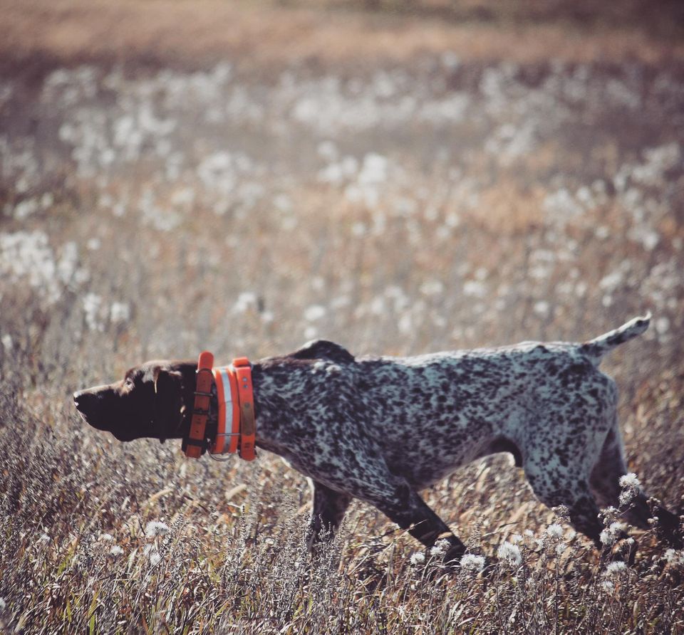 BW's Shield von der Blue Line | German Shorthaired Pointer 