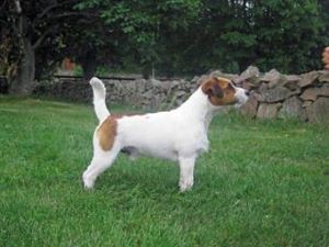 Saxon Hills Jameson Tornado | Jack Russell Terrier 