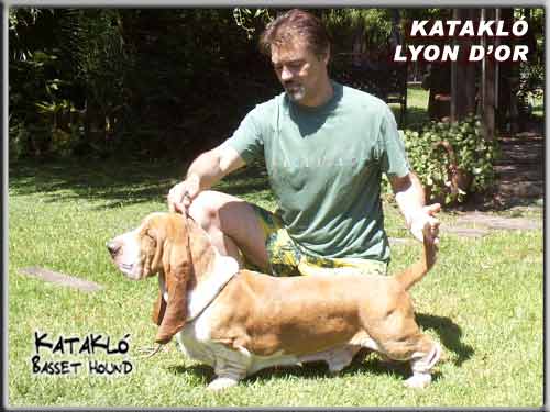 Kataklo Lyon D'Or | Basset Hound 