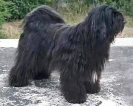 DALGHANI'S SHIKAR OF ATSHARBA | Tibetan Terrier 