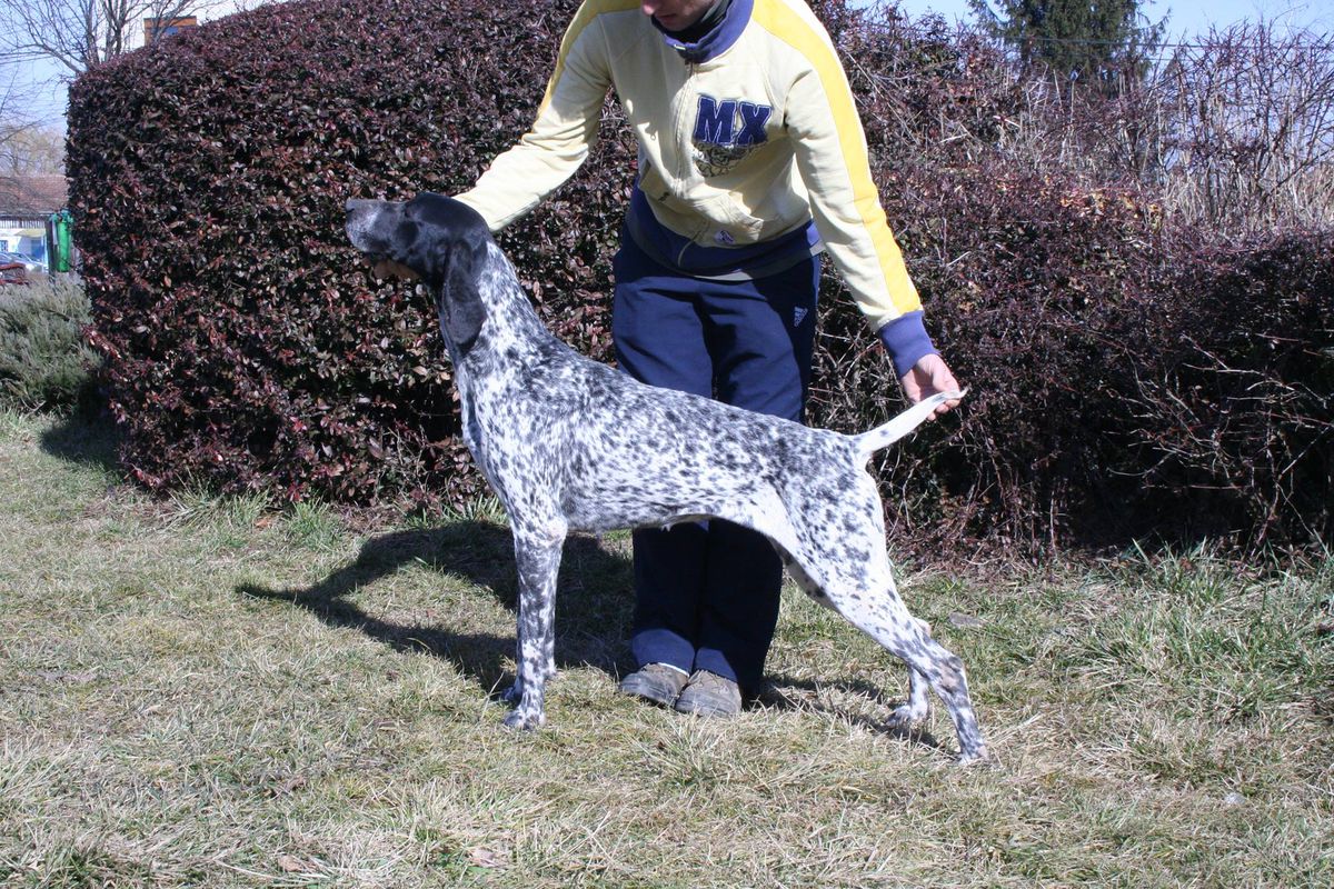 Alma Vom Pfau-Haus | German Shorthaired Pointer 