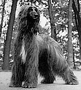 Coastwind Axtecsy | Afghan Hound 