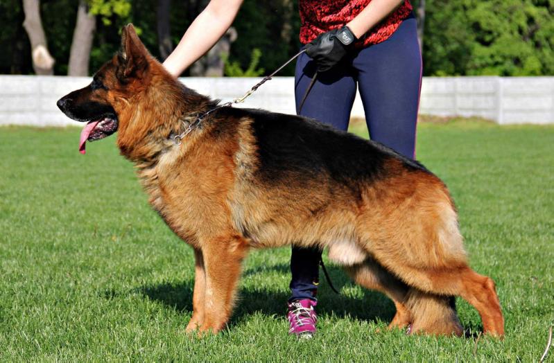 Naldo vom Weihertürchen | German Shepherd Dog 