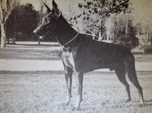 Luther Jeans d'Estelle de la Mar | Black Doberman Pinscher