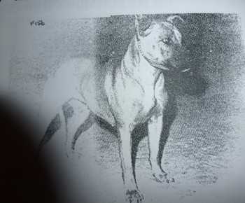 Wychbury Sporting Girl | Staffordshire Bull Terrier 