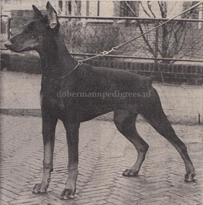 Dona v.d. Räuberhöhle | Black Doberman Pinscher