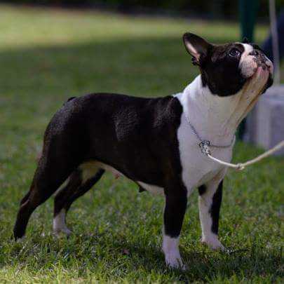 Yaki-Tori ebonee | Boston Terrier 