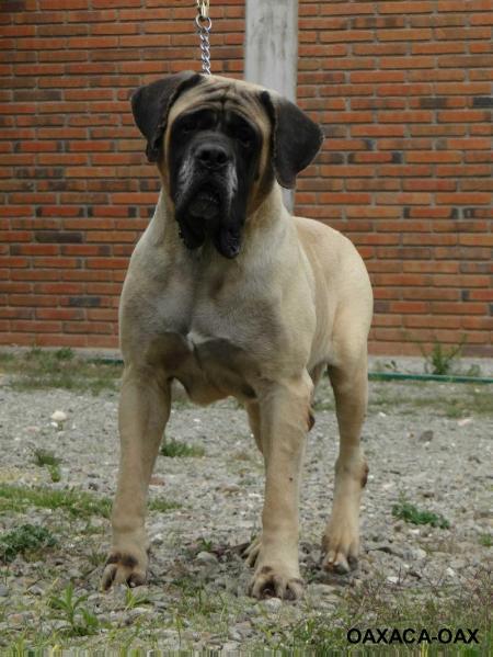 BRUCE MACHINE (ACUÑA) | Mastiff 