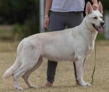 Rosemary das Dunas Brancas | White Swiss Shepherd Dog 