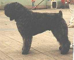 Thorex-Cacharel v. Rovika | Bouvier des Flandres 