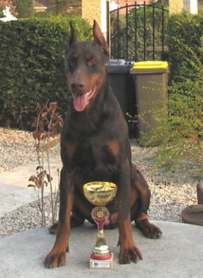 Casanova des Fripons d'Ebene | Brown Doberman Pinscher