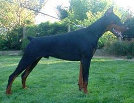 Condor des Fripons d'Ebene | Black Doberman Pinscher