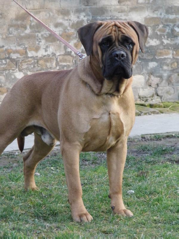 Hektor | Bullmastiff 