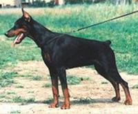 Irinland Brindizi | Black Doberman Pinscher