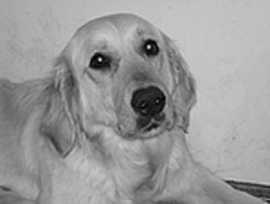 Esmeeralda Mary Gral | Golden Retriever 