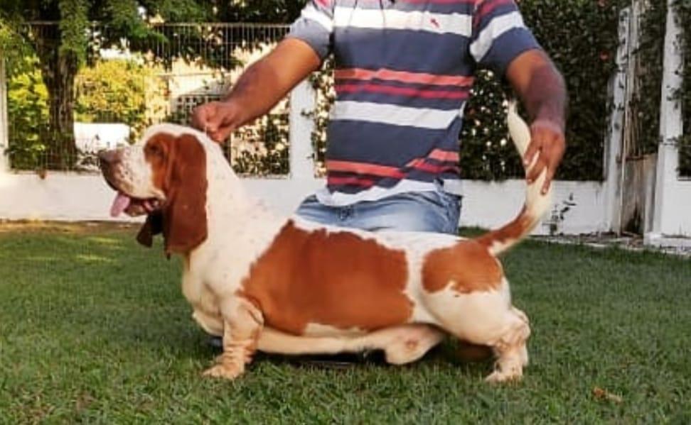 BRAVE BASSET MV BARUK | Basset Hound 