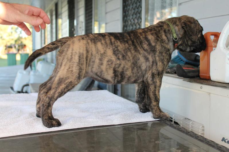 Stennaroo Brindella Delight | Bullmastiff 