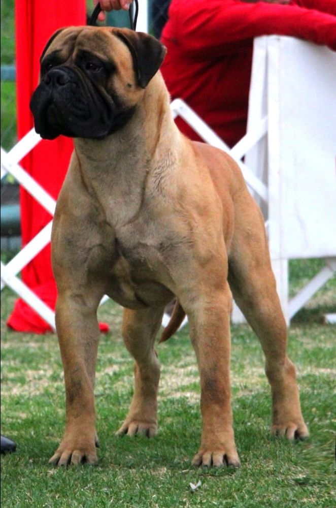 Copperbulls The Fight Begins | Bullmastiff 