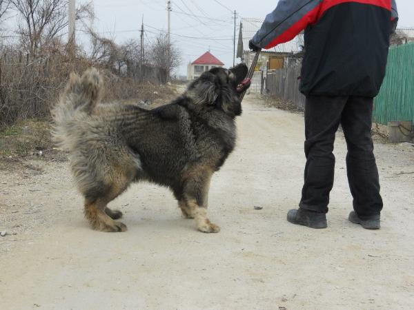 Dikaya Staya Alsu | Caucasian Mountain Dog 