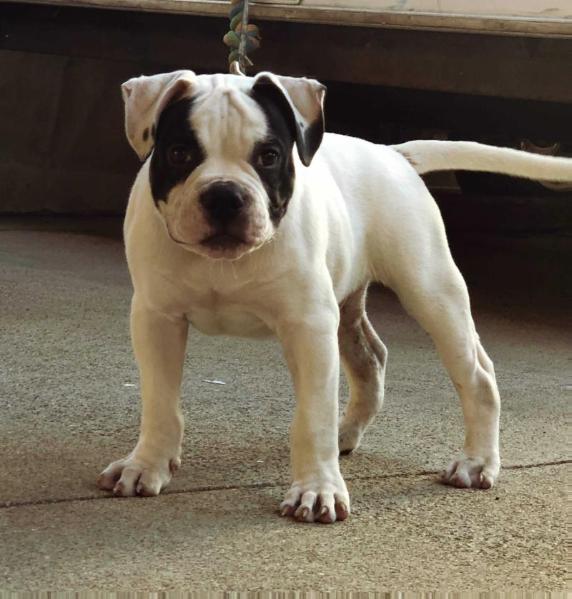 PINTOS BULLYS KONG | American Bulldog 