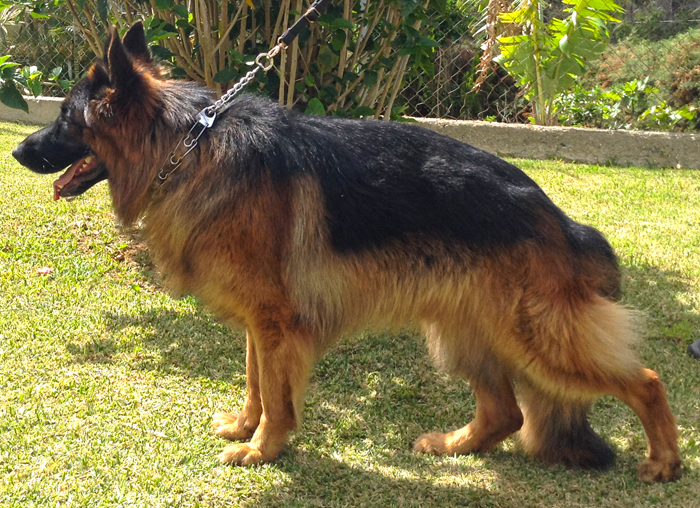 Eddie de Casa Jasbri | German Shepherd Dog 