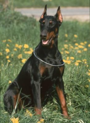 Shari v.h. Weillerland | Black Doberman Pinscher