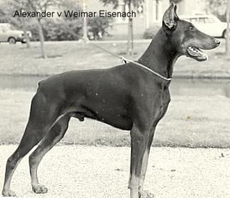 Alexander v. Weimar-Eisenach | Black Doberman Pinscher