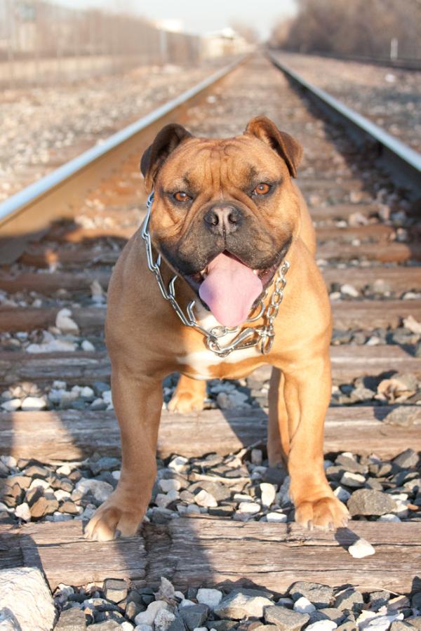 Vega's Manolo | Olde English Bulldogge 