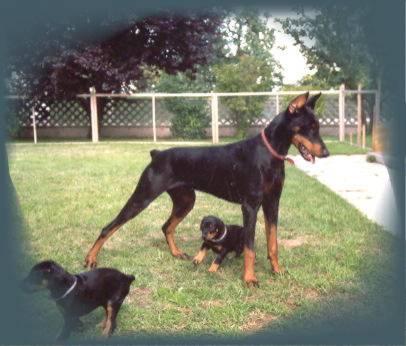 Marydis v. Trajan | Black Doberman Pinscher