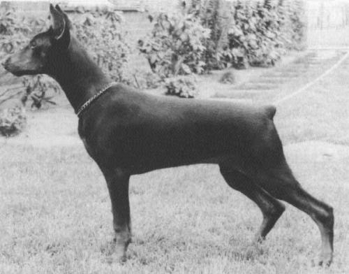 Farah v.'t Smeulveen | Black Doberman Pinscher