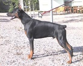 Zodiac des Fripons d'Ebene | Black Doberman Pinscher