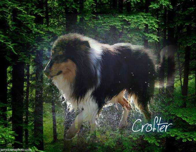 Fairlight's Crofter | Rough Collie 