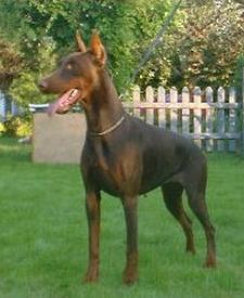 Zenne des Fripons d'Ebene | Brown Doberman Pinscher