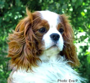 Toraylac Jonas | Cavalier King Charles Spaniel 