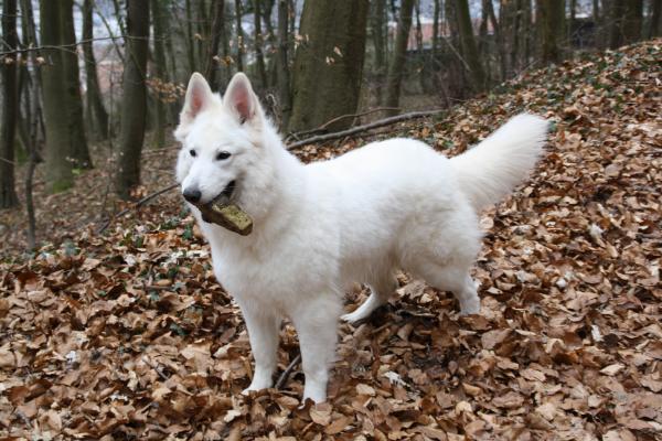 Girly Dream YUKY du bois des ternes | White Swiss Shepherd Dog 