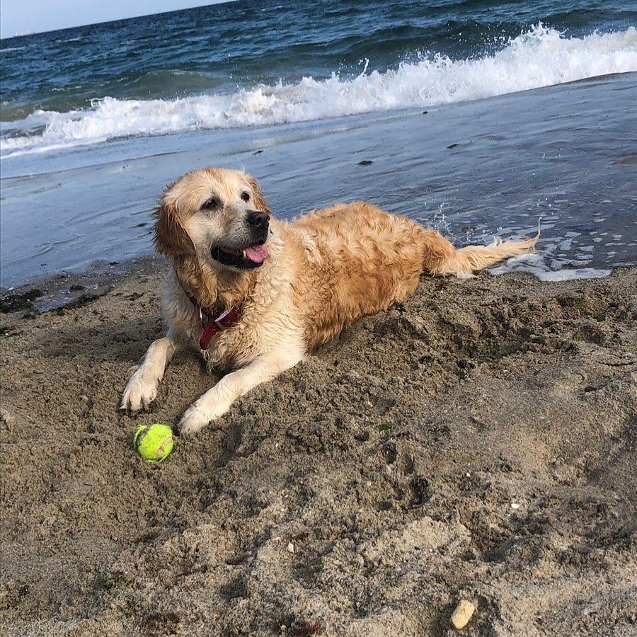 Magiya Key of Heart | Golden Retriever 