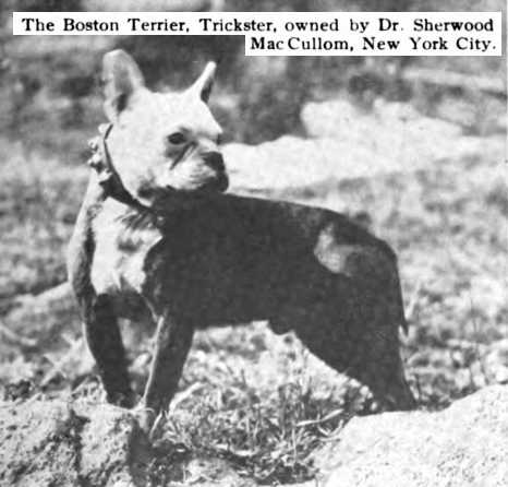 Trickster [Dr Sherwood MacCullom's] | Boston Terrier 