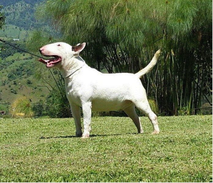 Lord White Rufian | Bull Terrier 