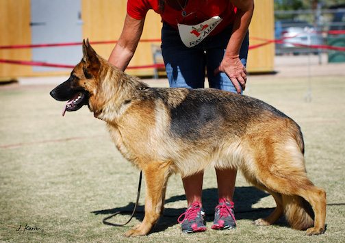 Fedora Von Salerno | German Shepherd Dog 