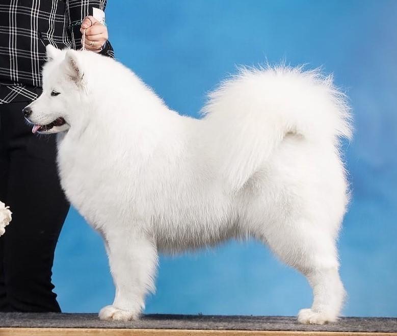 Ocharovanie Laplandii | Samoyed 