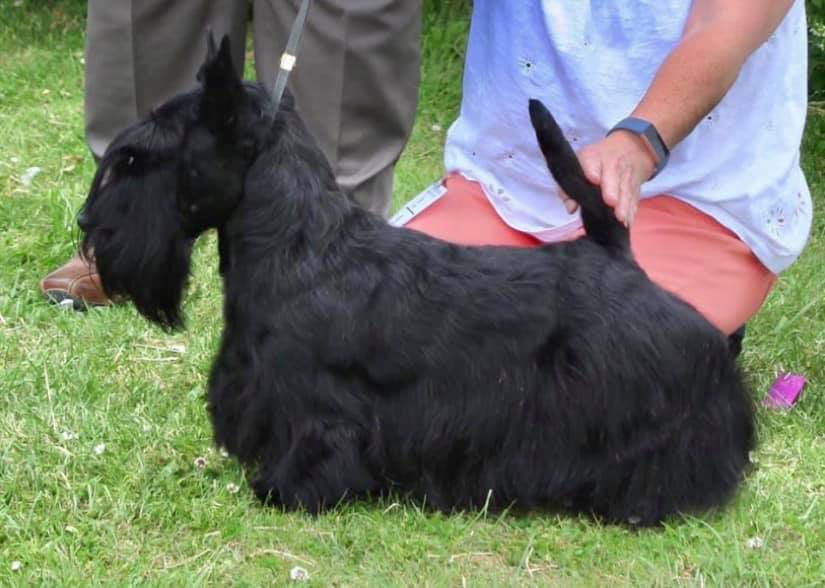 Brueik´s Super Hero by Berrybreeze | Scottish Terrier 