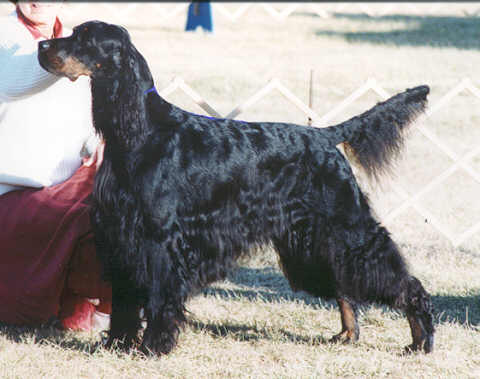 Justin Of Tri-Sett | Gordon Setter 