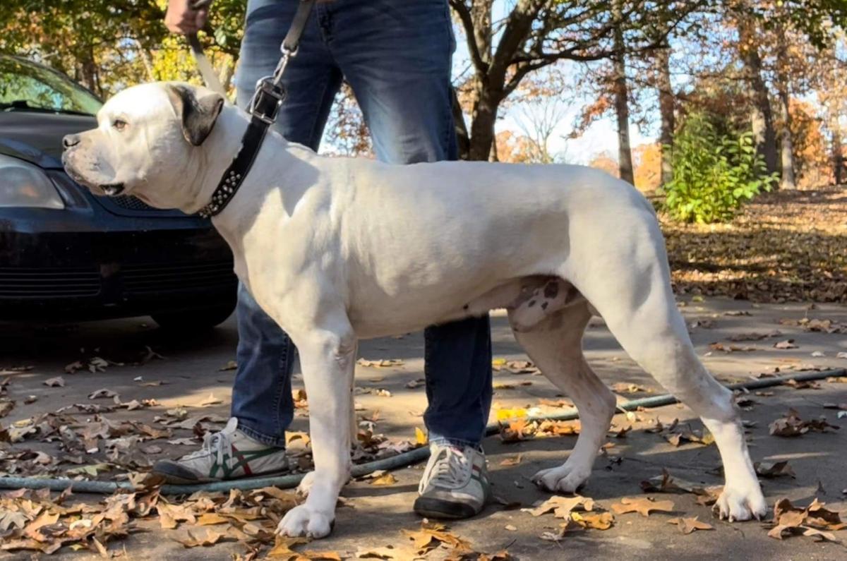 DDK's Snowman | American Bulldog 