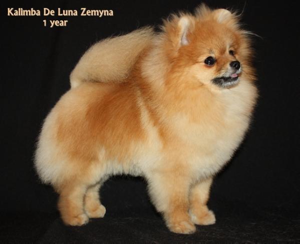 Kalimba De Luna Zemyna | Pomeranian 