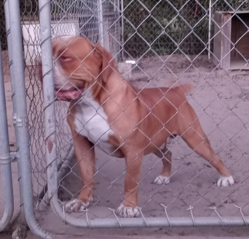 SSOB Krusher | Olde English Bulldogge 